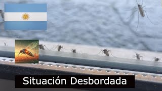 Brote Histórico de Dengue en Argentina y Mosquitos Modificados [upl. by Htims]