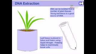 DNA extraction from plants [upl. by Ahk]