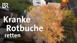 Kranke Rotbuche im Garten Unterwegs mit den Baumpflegern  Frankenschau  BR [upl. by Deva]