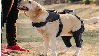 Adjustable Knee Brace for Dogs Back Leg Hinged Dog Knee Brace for Torn ACL Hind Leg Review [upl. by Mauceri]