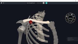 ANATOMY OF CLAVICLE 3D VIDEOUPPER LIMB3D ANATOMY [upl. by Nnylarej]