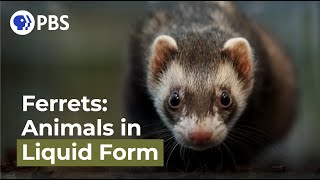 Ferrets Animals in Liquid Form [upl. by Gunning]