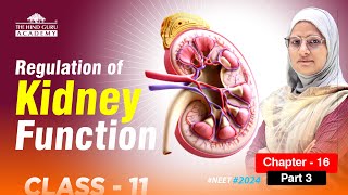 Regulation of Kidney Function  Class 11  Chapter 16 Part 3 Nephron ExcretorySystem [upl. by Agustin]