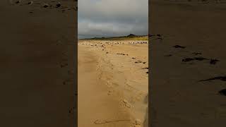 Birds on the beach beachbirds oceansounds calm [upl. by Haveman]