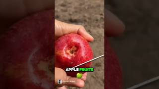 Education How to Planting Apple Fruit 🌟🍎 Part 01 🌍 shorts short unique [upl. by Belding]