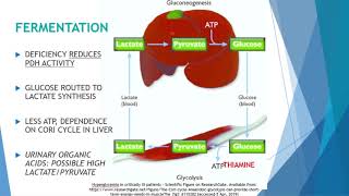 Is Thiamine Deficiency Destroying Your Digestive Health Why B1 Is ESSENTIAL For Gut Function [upl. by Rennane]