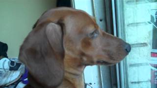 Dachshund Whining to go outside [upl. by Elodie]