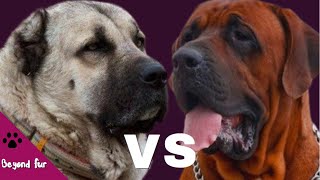 Tosa Inu vs Kangal Hard to Guess Who Wins [upl. by Latrell]