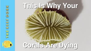 Top 5 Reasons Your Corals Are Dying [upl. by Jedediah427]