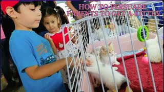 HOW TO CONVINCE PARENTS TO BUY A KITTEN [upl. by Rockwood]