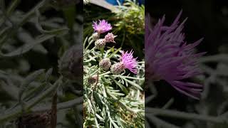 Weed ID Jackson Hole Thistle vs Spotted Knapweed [upl. by Weslee]