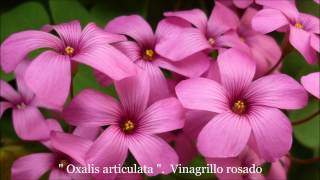 Oxalis articulata Vinagrillo rosado TM VIDEOS Youtube [upl. by Devehcoy]