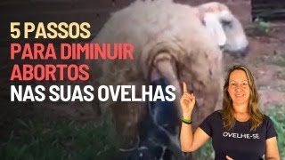 Como controlar abortos nas ovelhas [upl. by Enyawad]