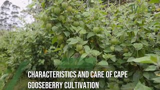 Characteristics and care of cape gooseberry cultivation [upl. by Surovy169]