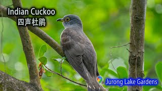 Indian Cuckoo 四声杜鹃  Jurong Lake Gardens  Birding in Singapore [upl. by Ciredec]