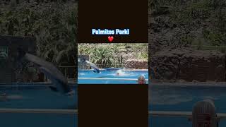 Spectacular Dolphin Show at Palmitos Park❤️ [upl. by Jeff]