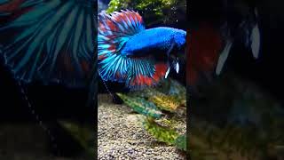 Giant Betta Fish 🐠  Aquadn [upl. by Wane990]