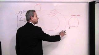 Immunology T Cells Lecture 7 part 14 [upl. by Arinaid985]