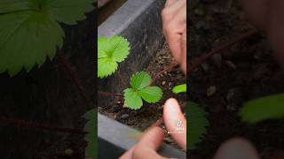 AVOIR DES FRAISES GRATUITEMENT AU JARDIN🍓🌱 [upl. by Giwdul]