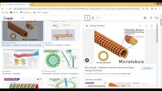 Biologie cellulaire  le cytosquelette [upl. by Perr956]