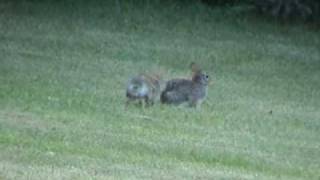 Wild rabbits fighting [upl. by Hotze]