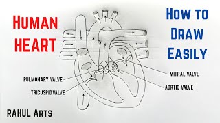 How to draw Human Heart Easily Step by Step  Structure of Human Heart  Class10 [upl. by Cynera]