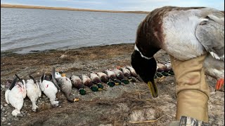 North Dakota 4 Man WATER Hunt MALLARDS [upl. by Mireielle]