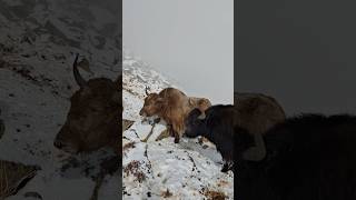 quotHow Yaks Thrive in Extreme Snow and Harsh Weather Conditionsquot nature wildlife highlands [upl. by Nonnag]