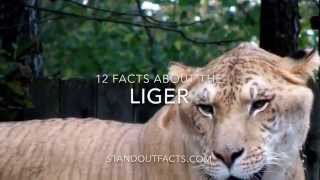 Liger facts 12 Facts about the Liger [upl. by Trilbi331]