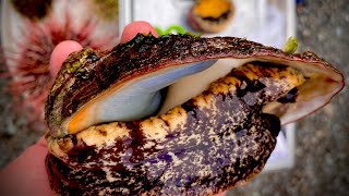 How to Clean and Cook Abalone [upl. by Rennug909]