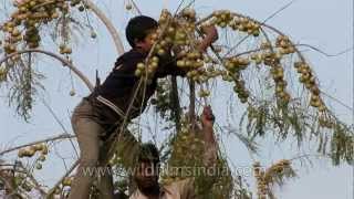 Climbing an amla tree for the sour fruit [upl. by Bleier]