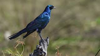 The sound of a Burchells starling [upl. by Arodnap665]