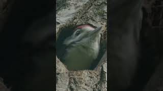 Woodpecker afraid to fly out birds woodpecker birds wildlife [upl. by Fronniah500]