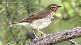 Swainsons Thrush Song [upl. by Necyrb]