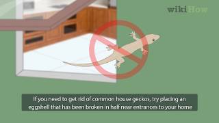 How to Get Rid of Common House Geckos [upl. by Ahsinnek]