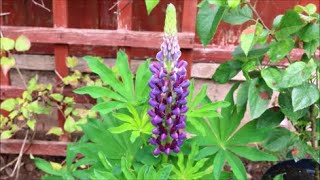 How to Grow Lupins from Seed [upl. by Buxton]