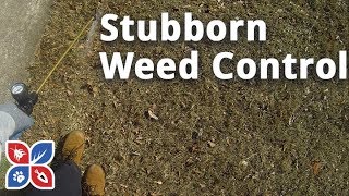 Do My Own Lawn Care  Episode 7  Stubborn Weed Control [upl. by Willis647]