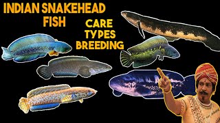 Snakehead fish caretypes amp breeding  Beautiful Indian snakehead fish  Tamil [upl. by Albertson]