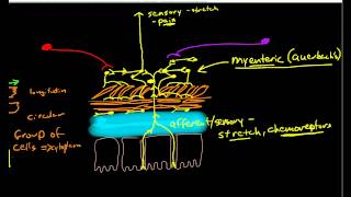 Physiology of Peristalsis [upl. by Ybbor]