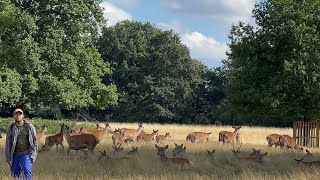 Wild deers in bushy park London [upl. by Riggins495]