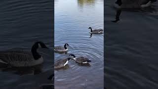 Geese at Smorrall Lane pool’s Bedworth Warwickshire October 24 [upl. by Berneta703]