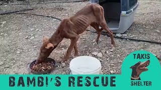 Skinny starving dog rescued  Bambi  Takis Shelter [upl. by Clare410]