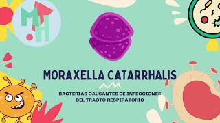 CONOCE A MORAXELLA CATARRHALIS  MEDIHELP UNIVERSITY [upl. by Emelina]