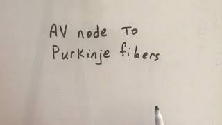 AV node to Purkinje fibers [upl. by Ahsienat960]