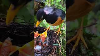 Mother bird feeding babies birdlife [upl. by Taka803]