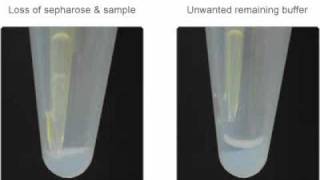 Avoid These Two Problems With Sepharose for Immunoprecipitation [upl. by Nairod]