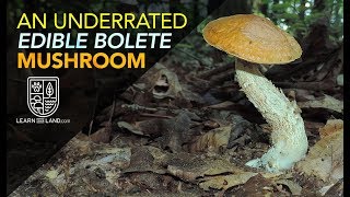 An Underrated Wild Edible Bolete Mushroom [upl. by Nnaeed]