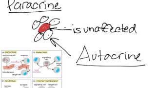 Cell to Cell Communication [upl. by Maro]