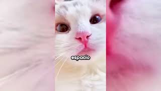 NO VAS A CREER ESTOS SECRETOS DE LOS GATOS😱😨curiosidades gatos fypシ゚viral shorts cat edits [upl. by Enitsirhc]