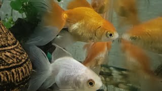 Beautiful Goldfish Swimming Fish tanksetup Relaxing video stress relief Thailand ASMR Live [upl. by Octavia]